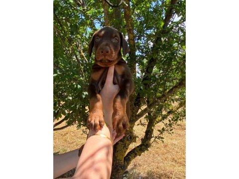 Kızıl kaliteli king doberman