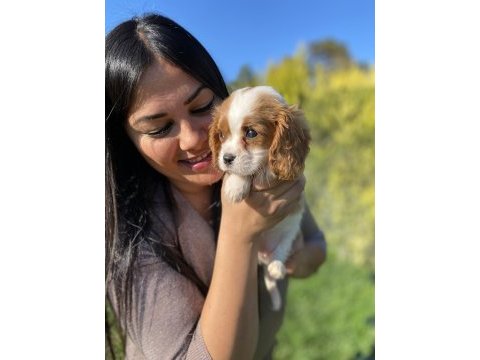 Safkan aşılı cavalier king charles yavrularım