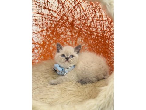 British shorthair dişi erkek sevimli yavrular