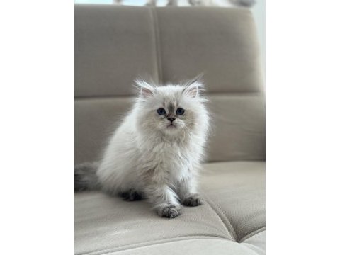 British longhair kedimiz