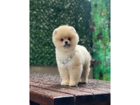 Evlerinize getirecek pomeranian boo yavrularımız hazır