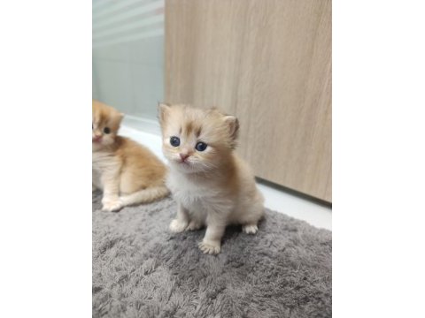 British longhair kedilerimiz