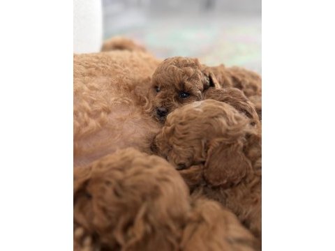 Toy poodle bebek yavrularım
