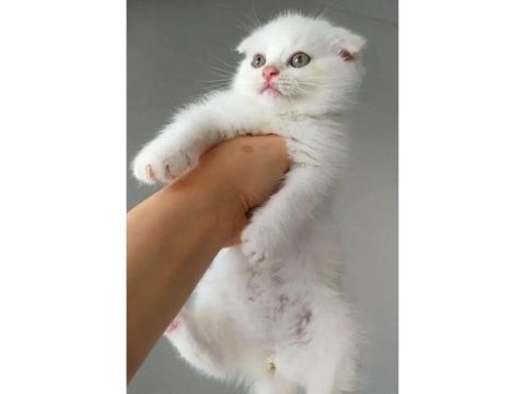Yavru beyaz scottish fold