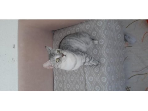 British shorthair kızımız