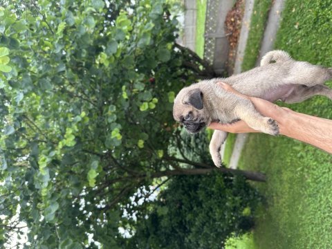 Pug mops yavrular