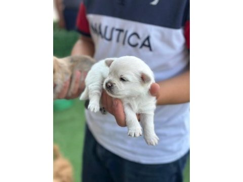 Bebek pomeranian yavrular beyaz