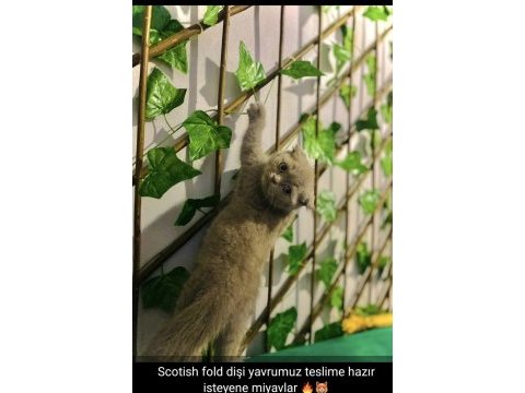 45 günlük scottish fold yavrularımız sahiplendirmeye hazır