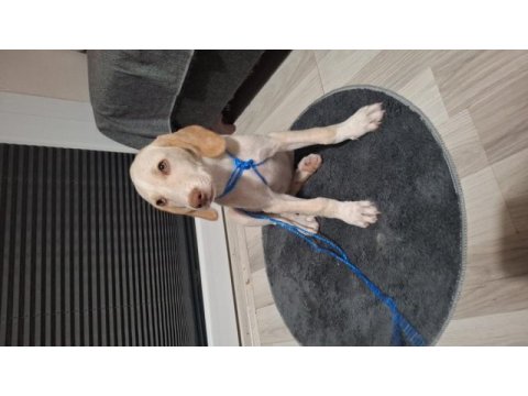 Acil ücretsiz sahiplendirme köpeğimiz