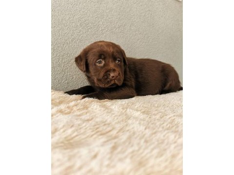 Labrador bebeklerimiz