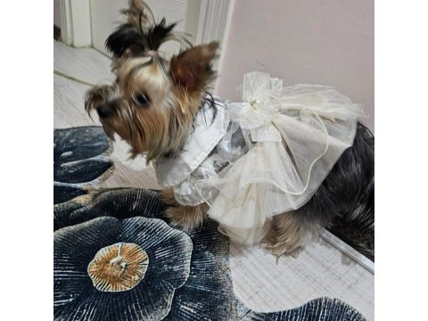 8 aylık yorkshire teriyeri