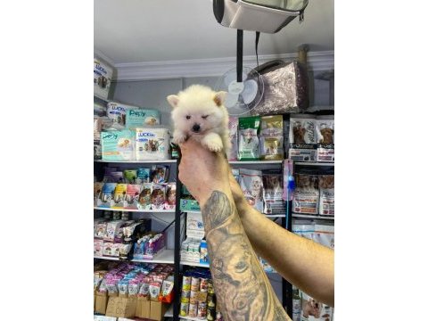 Pomeranian dişi erkek yavrularımız