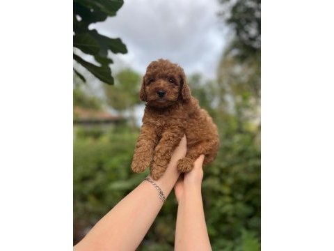 Toy poodle bebekler