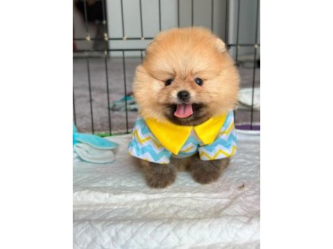 En güzelini isteyenlere pomeranian kardeşler