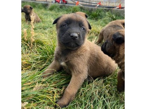 Belçika malinois yavrularımız sağlık ve ırk garantili
