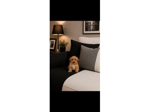 Maltipoo can dostlar