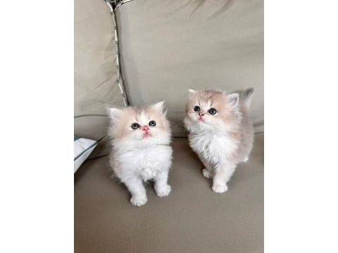 Golden bicolor british longhair bebekler