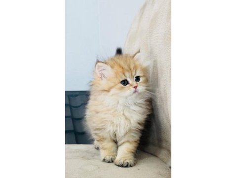 Ny24 golden yavru british longhair