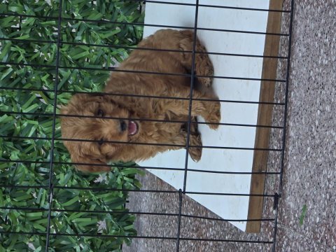 Wc eğitimli yavru toy poodle