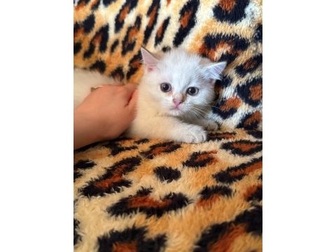 Safkan british shorthair golden point dişi