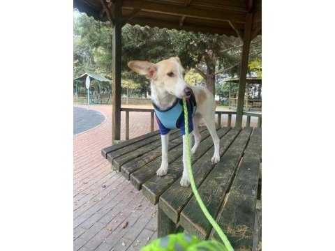 Jack russell