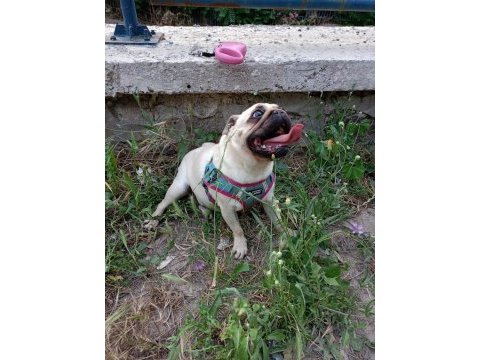 Ücretsiz pug