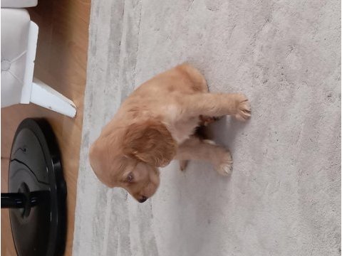 2 aylık cocker yavruları dişi