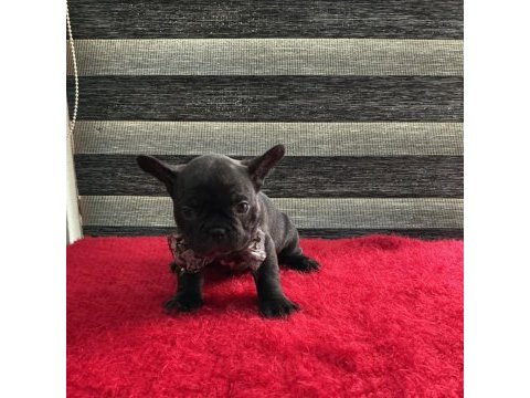 Yurtdışı kan hattı egzotik mıcro french bulldog yavrular