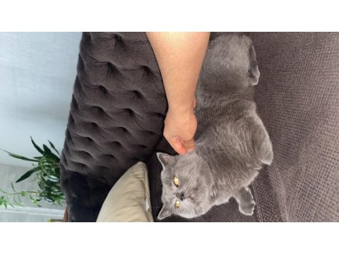 British shorthair kedimiz