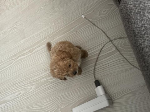 Bakamadığım için poodle