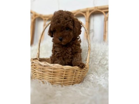 Toy poodle bebekler