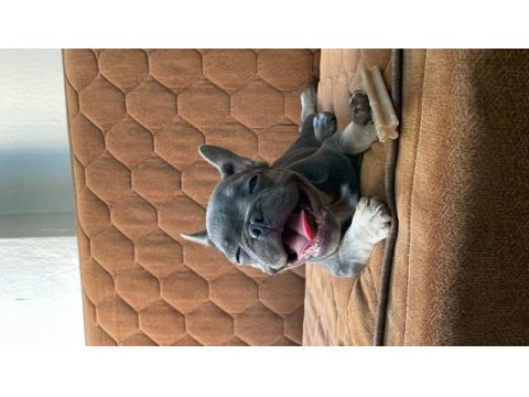 Fransız buldog lilac tan