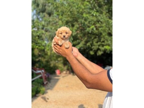 Aşılı çiş eğitimli maltipoo bebekler 