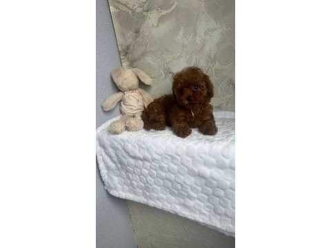 Kore toy poodşe yavrular
