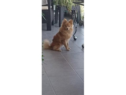 0 numara pomeranian spitz erkek ve dişi