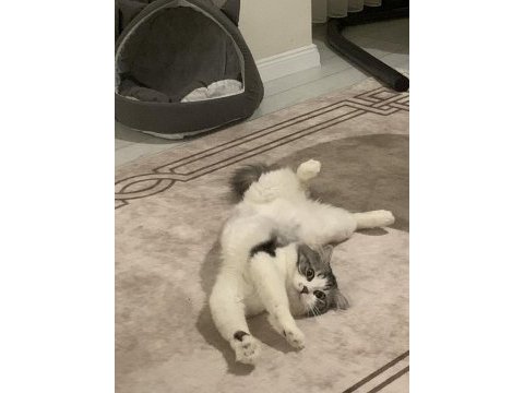 Kavuna kalıcı yuva acil chinchilla