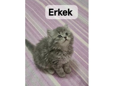 Kocaeli darıca minik british longhair patiler