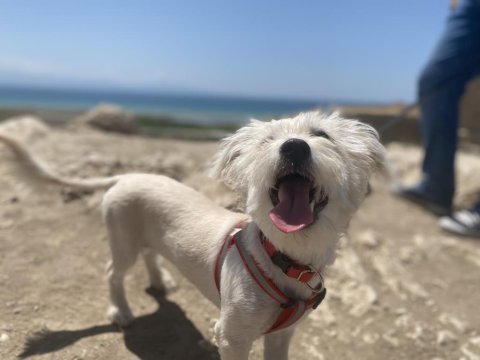 Jack russell terrier maltese terrier kırması ücretsiz