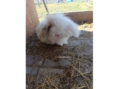 Hollanda lop tavşan