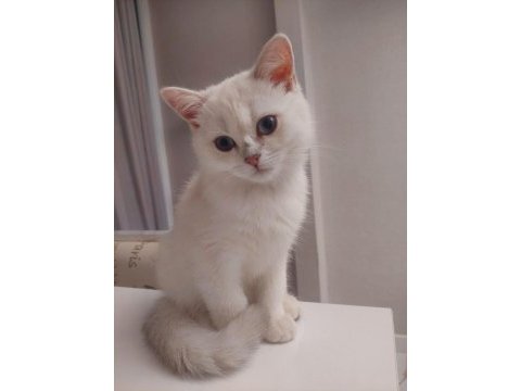 Oyun delisi british shorthair fehmican