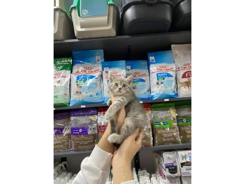 Dişi ve erkek silver tabby bebek british shorthair