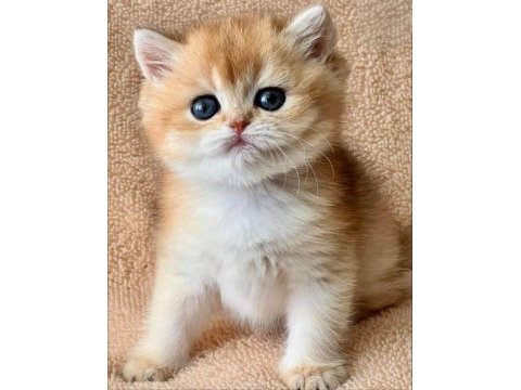 Kusursuz güzelliğiyle golden ny12 british shorthair 