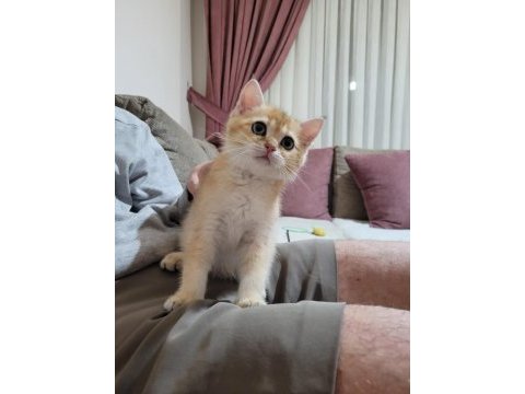 Golden british shorthair