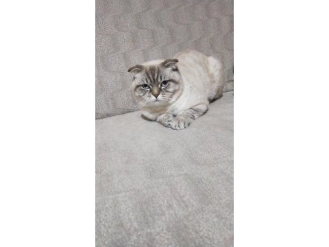 Yakışıklı oğlum scottish fold
