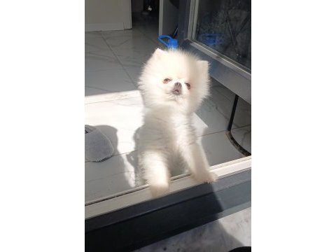 Safkan a kalite teacup erkek pomeranian yavrum
