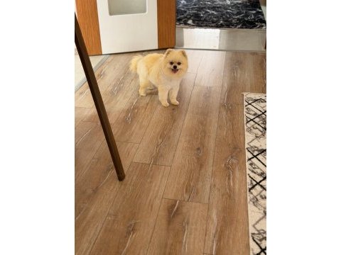 Ayı surat yetişkin pomeranian boo