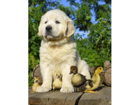Golden retriever adrese teslim kapıda ödeme yapabilirsiniz