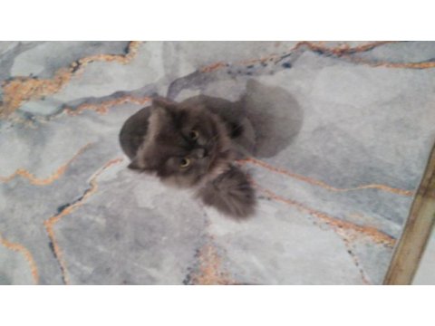 British longhair 1 yaşında