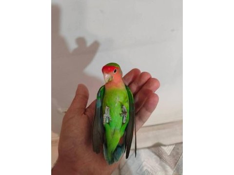 Acil satılık sevda papağanı
