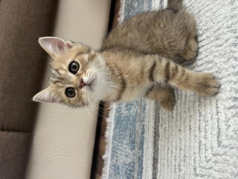 Anne baba british shorthair